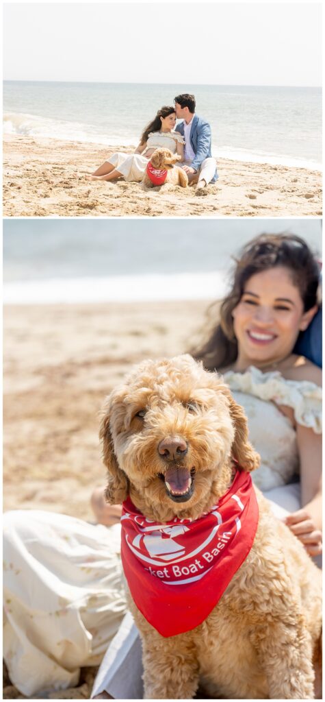 Goldendoodle smiles for the camera in Nantucket at Sconset beach while his parents are having maternity pictures taken.