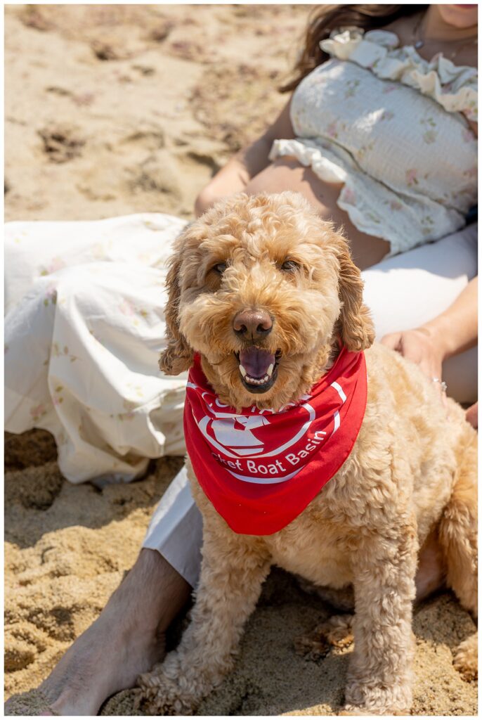 Goldendoodle at Sconset Beach in Nantucket wears a red bandana from the Nantucket Boat Basin.