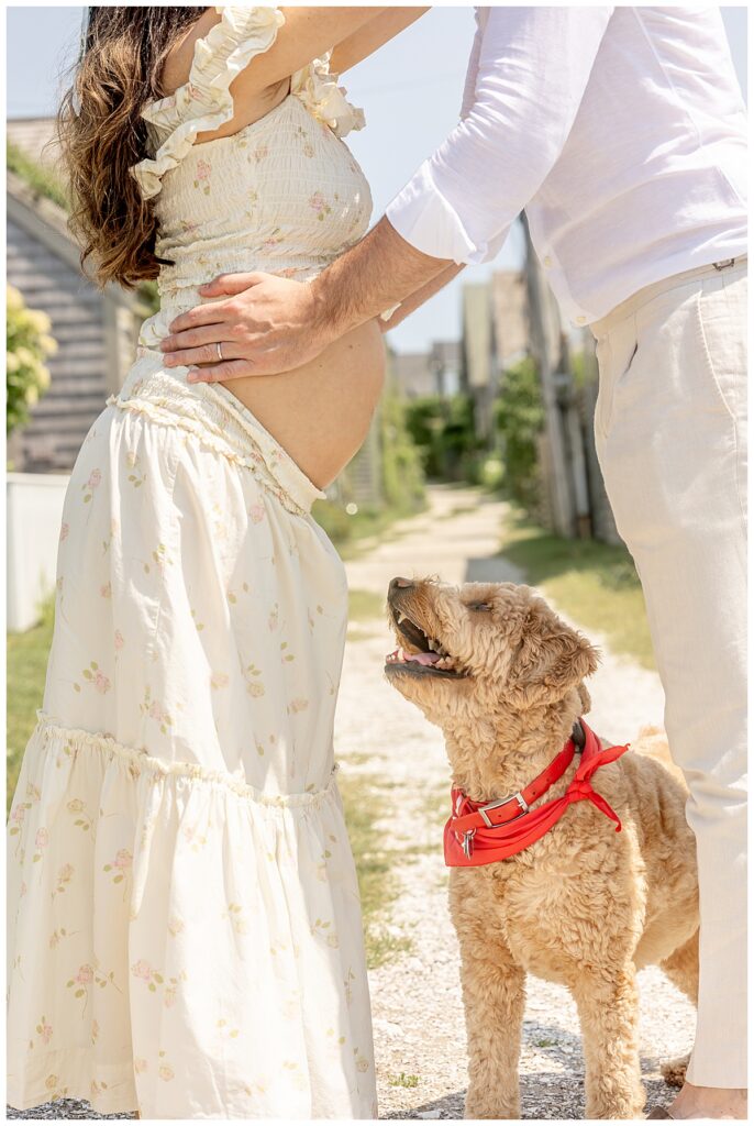 Goldendoodle puppy looks at Moms pregnant belly in Nantucket while having Maternity pictures taken in Siasconset along the bluff walk.